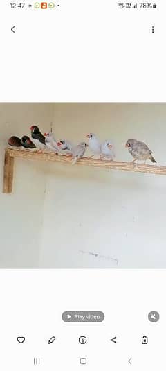 FINCHES FOR SALE