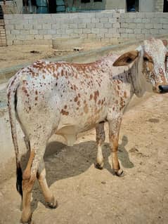 Bulls | cholistani cow | bachra | sahiwal | cross breed cow | female c