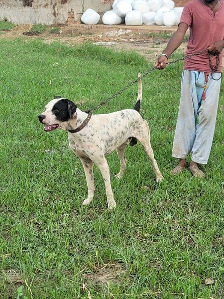 Bully gultaire 2 year young male 1