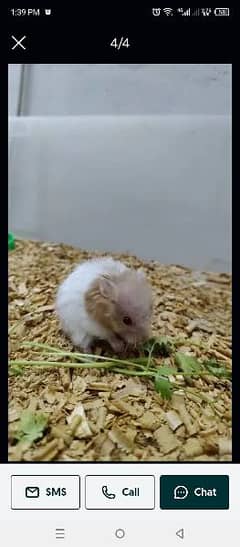 handtame hamster