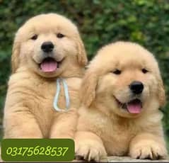 gold retriever puppies 03175628537