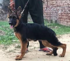 German shepherd long coat female available Top quality dog