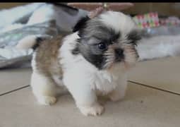 Shihtzu female puppies