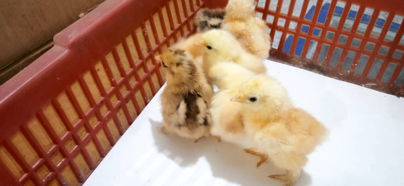 Porcelain Cochin Bantam chicks available fancy Male silki 2