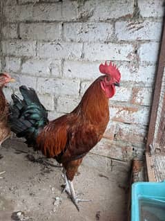 Dasi murgha for sale hen