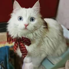 triple coated Persian cat blue eye for sale