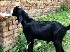 bakra/03015322036