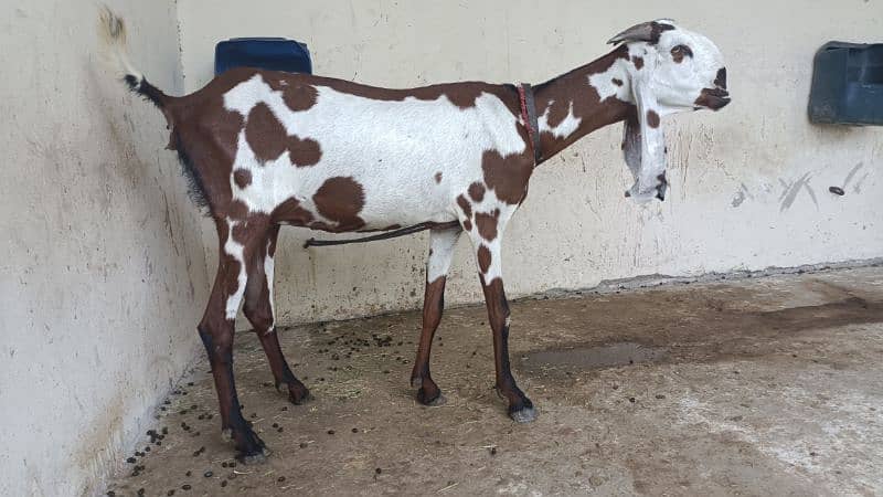 amratsari goat for sale 1