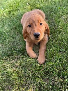 Golden retriever female puppies available