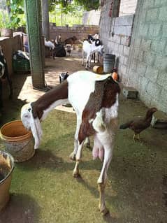 goat abluk prient good height