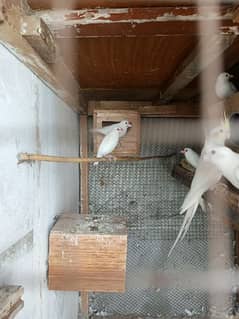 white java Breeder pair , white java finch breeder pair, java for sale