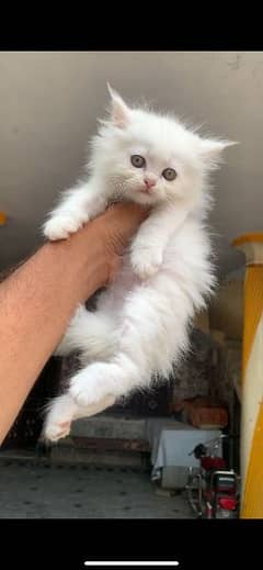 white kitten available for sale location mardan