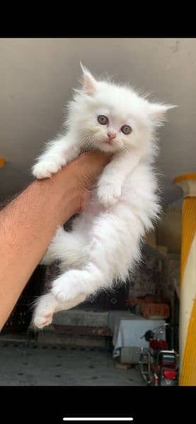 white kitten available for sale location mardan 0