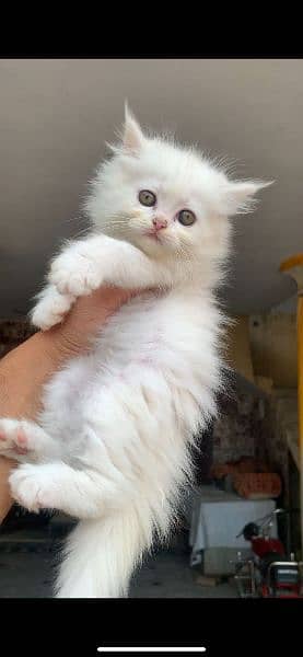 white kitten available for sale location mardan 1