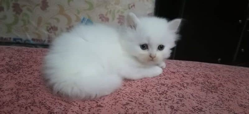 white kitten available for sale location mardan 2