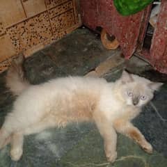 Male Cat For Sale