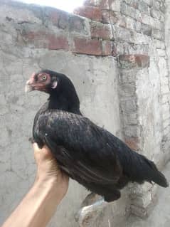 Aseel mianwali mushki female hen for sale