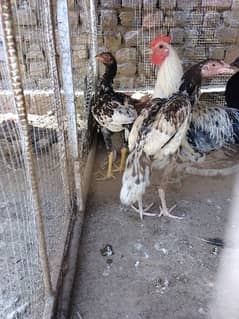 Aseel chicks for sale