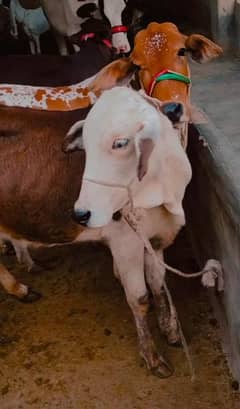 pandi bachri for QURBANI 2025  meat weight 60kg