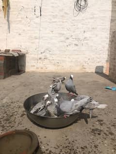 Mukhi grey breader pigeons