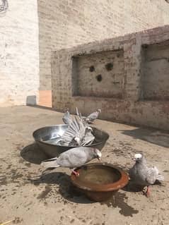 Mukhi grey breader pigeons