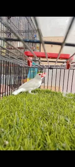 white java Albino Red eyes . gender Male. age 12 months .