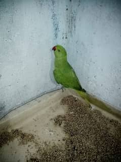 parrot