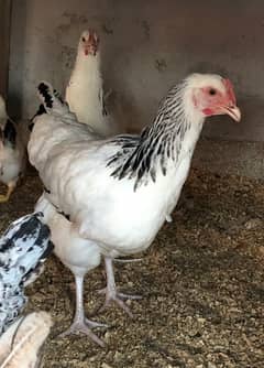 light Sussex pure hen