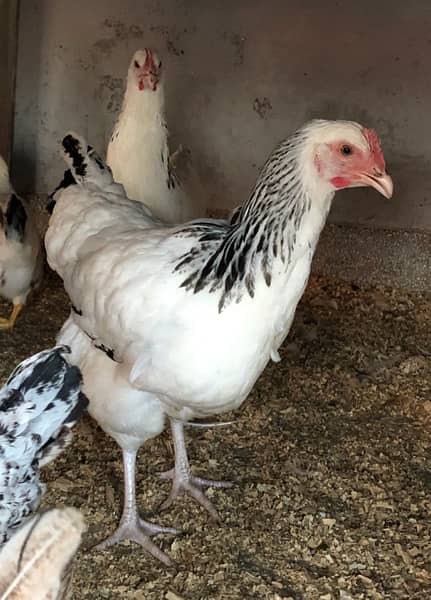 light Sussex pure hen 0