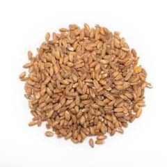 Wheat Gandum For Sale in Bulk Wholesale.