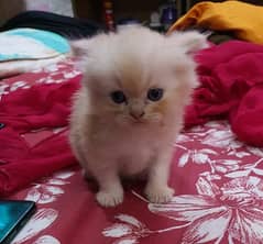 Pure persian triple coat kitten 0