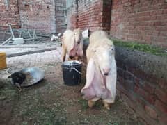 1 kajli female or 2 female bachay for sale