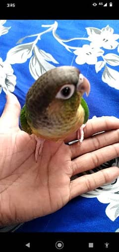 Green chick conure parrot