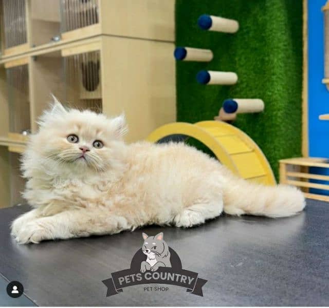 CUTE FLUFFY  QUALITY GOLDEN PERSIAN KITTEN Cod available 032546_75700 0