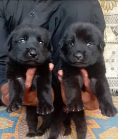 German Shepherd | double coated German Shepherd puppies | GSD