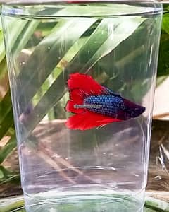 Premium Betta Fish: Halfmoon, Double Tail & Rosetail - Stunning Colors