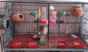 Budgies pairs Chicks with cage