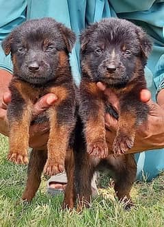 German Shepherd puppies for sale 0