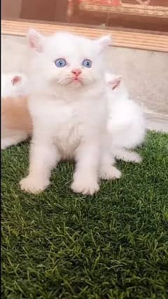 Quality Persian Punch face cat & kitten
Male available hai