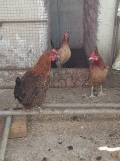 Desi hens for sale