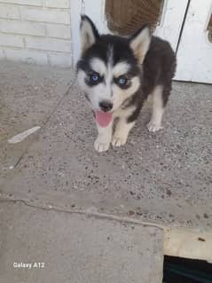 Husky puppy blue eyes