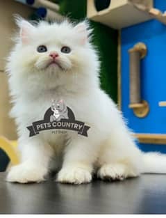 CUTE PERSIAN Gift quality WHITE golden EYES kittens avail 032546_75700