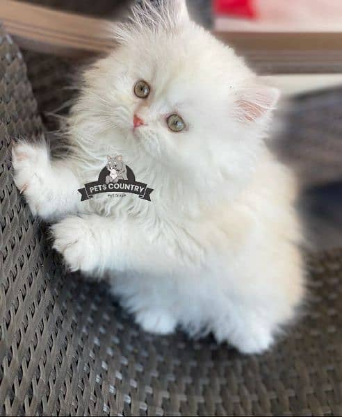 CUTE PERSIAN Gift quality WHITE golden EYES kittens avail 032546_75700 1