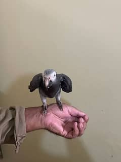 African Grey Parrot