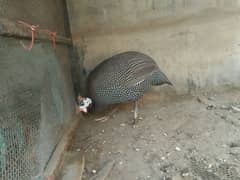 guinea fowl Chakor female for sale