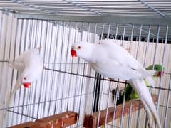 raw parrots l sunconore l white yellow l ringneck