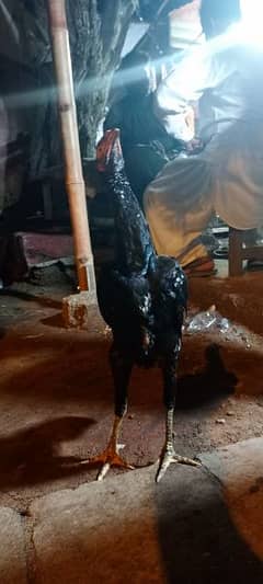 Black Shamo Aseel Male 4 Months Age Urgent Sale