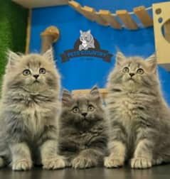 punch face gift quality Grey persian kitten COD AVAILABLE 03254675700