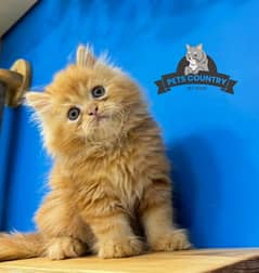 CUTE face gift quality orang persian kitten CASH ON DELIVER03254675700