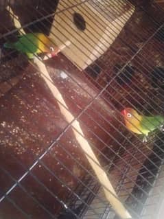 green feshri love bird pair for sale